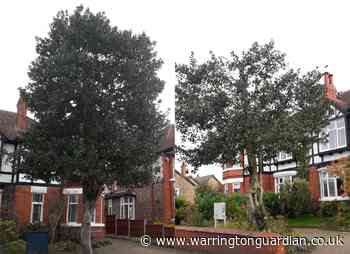 Woman fined for cutting a tree - despite being told not to by the council