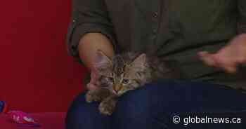 Over 50 cats at Saskatoon SPCA looking for a home - Global News