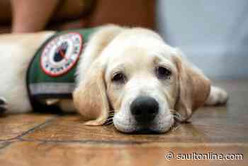 City updates its Service Animal Policy