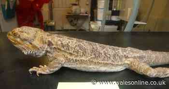 Woman banned from having pets after abandoning two bearded dragons when she moved out of her home