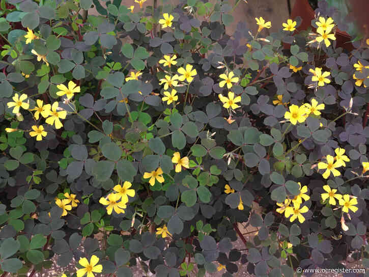 Gardening: What you need to know about this colorful, blooming wonder plant