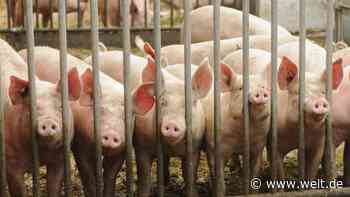 „Man kann es statt Fleischabgabe auch Verzehrsoli nennen“