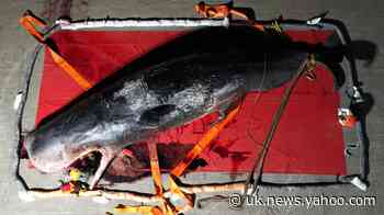 Researchers examine remains of young sperm whale stranded in Thames