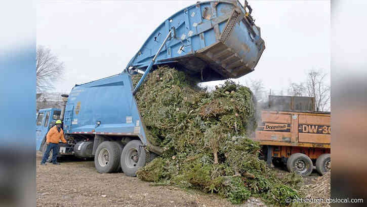 Pittsburgh Public Works Collects More Than 3,000 Christmas Trees To Be Recycled Into Mulch