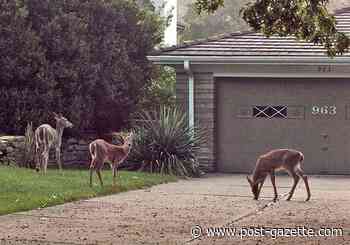 Sharpshooting for deer underway in Mt. Lebanon