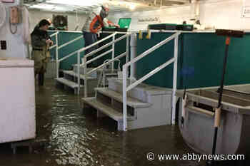 Salmon escape hatchery after South Surrey river floods