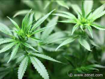 Cannabis dispensaries: Security and risk considerations for continued growth