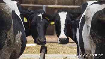 Beratergremium stellt Steuervorschlag für Fleisch vor