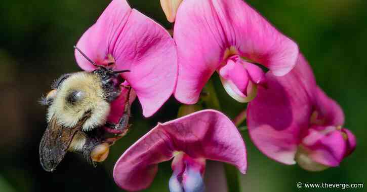 Climate change could push bumblebees to extinction