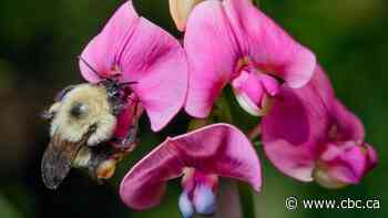 Hotter heat waves are wiping out bumblebees, study finds