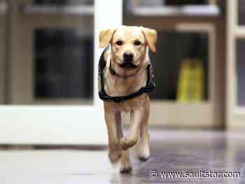 City updates service animal policy