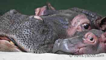 Escobar's 'cocaine hippos' are invasive species, but scientists say they're not all bad