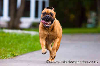 Year-old Bullmastiff safely returns to its owner after being rescued from Woolwich house fire