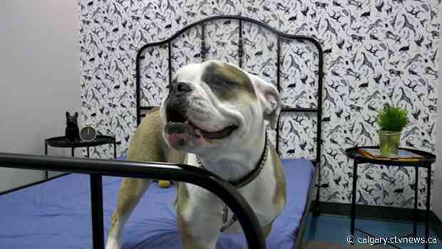 'It’s luxury': Calgary’s first downtown kennel busy nearly a year after opening