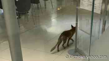 Fox causes chaos after straying into Parliament
