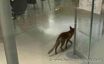 Fox causes chaos after straying into Parliament