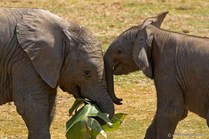 Senior Moments: Spending family time with the elephants