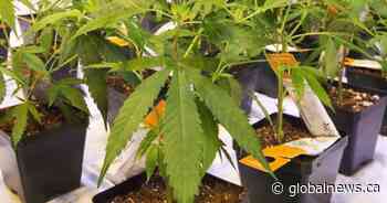 Aurora Cannabis laying off 500 people, CEO to step down