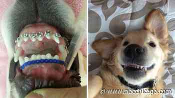 Golden Retriever Puppy Gets Braces to Correct Tooth Alignment