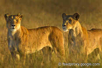 From Animals to Human Society: What We Learn When Women Lead