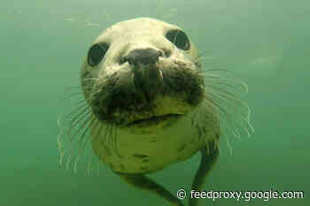Seals Caught On Film Clapping In the Wild For the First Time Ever