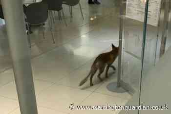 Fox causes chaos after straying into Parliament - Warrington Guardian