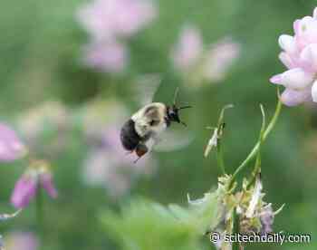 High-Speed Video Reveals Bumblebees Carry Heavy Loads in Energy-Efficient “Economy Mode”