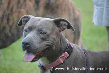 Dog owner from Potters Bar fined after failing to update microchip details