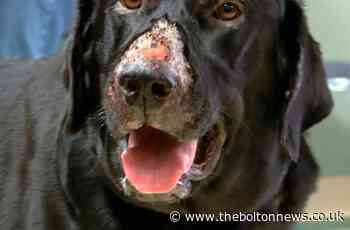 Dog dies after contracting deadly disease Alabama Rot in Manchester - The Bolton News