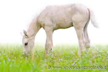 Cavallo al pascolo: i pericoli con l’erba a Primavera - www.amoreaquattrozampe.it
