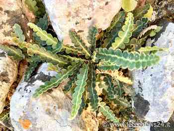 La 'spaccapietre', erba officinale del Salento che combatte calcoli e renella. Ecco come si prepara l'infuso - Leccenews24