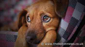 Animal abusers could face up to 5 years in jail under new laws