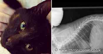 Cat put down after being shot in the spine in Sunderland