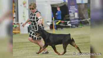 Local Rottweiler headed to 2020 Westminster Kennel Club dog show