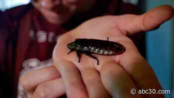 Gross! Roaches for Valentine's Day?
