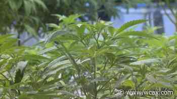 New Hampshire Senate passes home-grow medical marijuana bill - WCAX