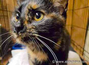 Cat found abandoned in 7-Eleven dumpster makes full recovery after anonymous donation