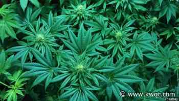 IDFPR expands medical cannabis sales hours; emphasizes need to patient access - KWQC-TV6