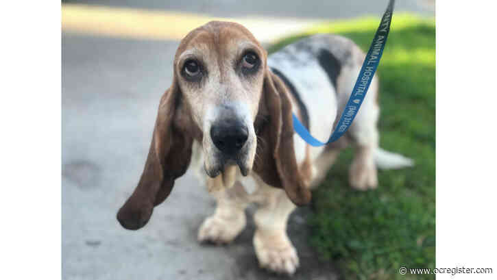 Won’t you be basset hound Noelle’s Valentine?