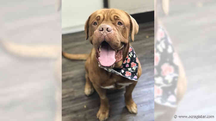 Dogue de Bordeaux Brick is as sweet as he is big