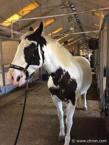 Houston Police horse with no name needs your help picking a moniker to mosey by