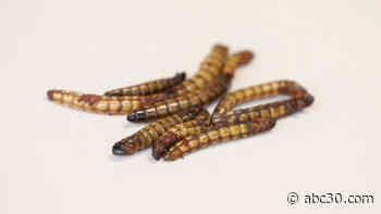 Are bugs good protein? California-based Don Bugito wants to change the way we snack