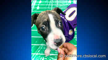 Meet Lamar, The Pup In Search Of A Loving Home At The Maryland SPCA
