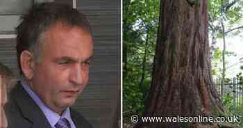 Developers who illegally chopped down historic tree appeal against conviction