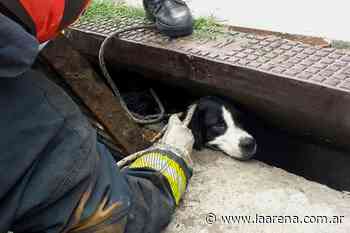 Buenos Aires: bomberos rescataron a dos perros atrapados en una alcantarilla - La Pampa La Arena