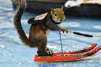 Waterskiing squirrel irks environmentalists at Vancouver boat show