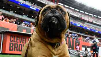 Cleveland Browns Mascot Swagger Dead At 6