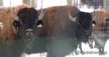 Farmers using bison to improve crop sustainability: ‘A joy to work with’
