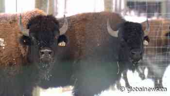 ‘A joy to work with’: Farmers using bison to improve crop sustainability