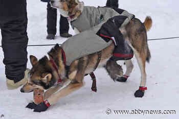 Sled dogs prepare to face intense health challenges during Yukon Quest